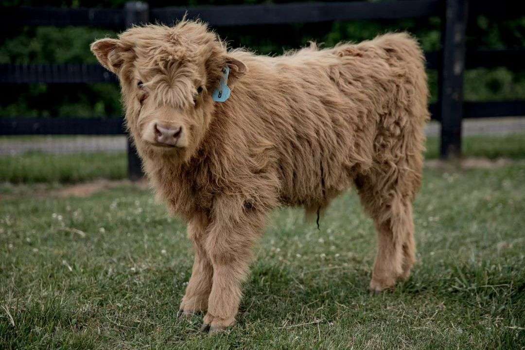 Miniature cow for sale Nebraska