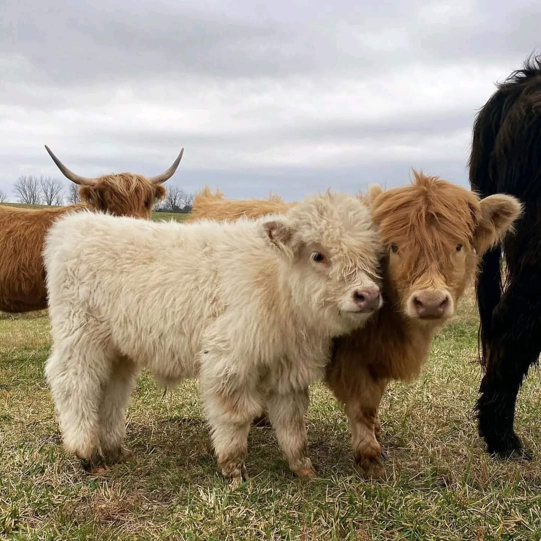 Mini highland cow, Miniature cow pair for sale