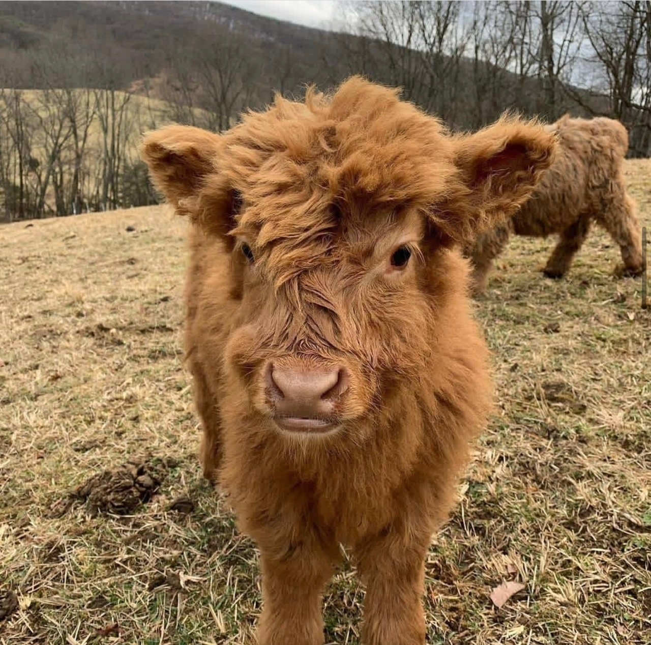 Miniature cow for sale Oklahoma
