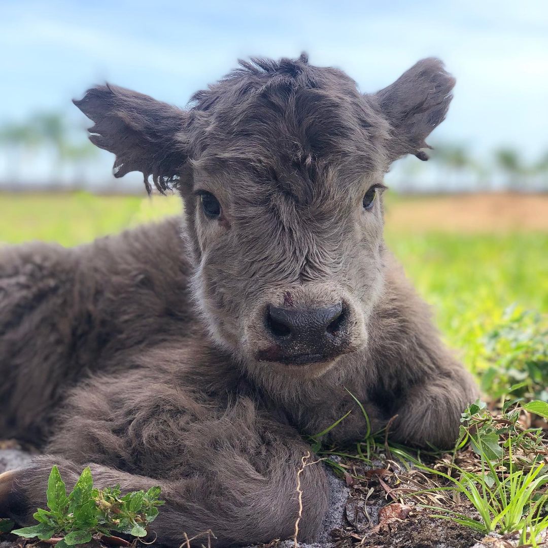 Teacup mini highland cow  Mini highland cow for sale