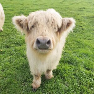 Mini highland cow for sale near me, Buy Miniature cows near me