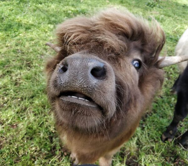 Micro highland cow for sale, Buy mini highland cow in USA