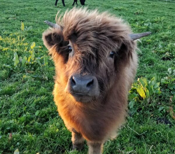 Micro highland cow for sale, Buy mini highland cow in USA