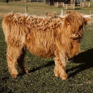 mini highland bull for sale, long hair mini cow for sale