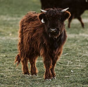 Mini Scottish Highlands for sale, Buy mini highland cows online