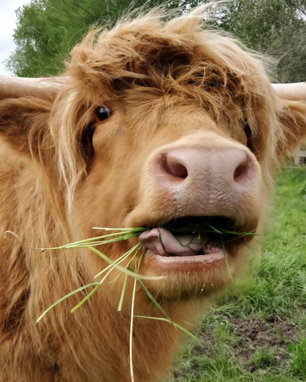 mini highland cow for sale in USA