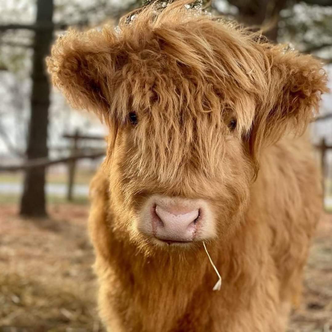 Mini highland cow, Miniature cow pair for sale