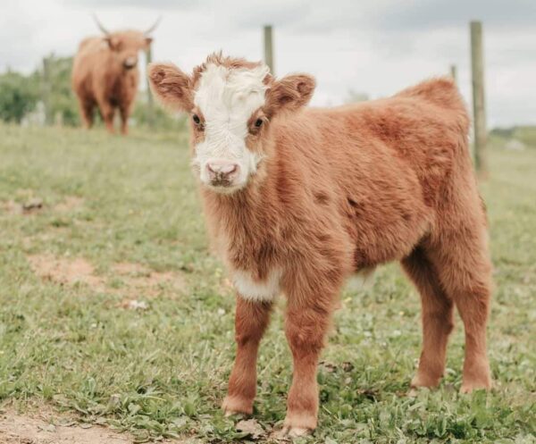 Miniature cow for sale Texas, Buy highland cattle in Texas