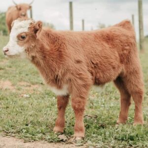 Miniature cow for sale Texas, Buy highland cattle in Texas