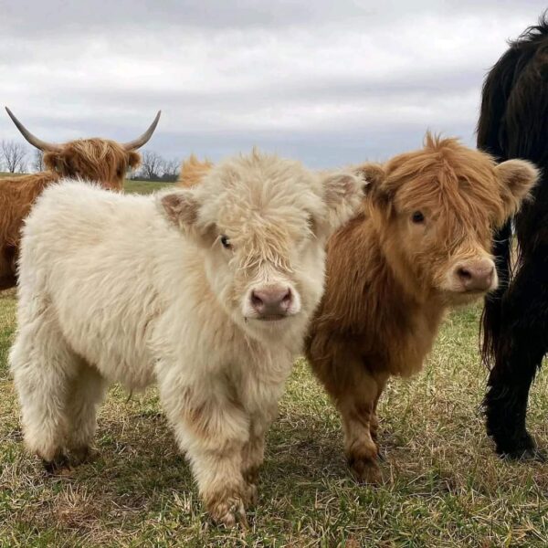 Mini highland cow, Miniature cow pair for sale, Mini cow highland