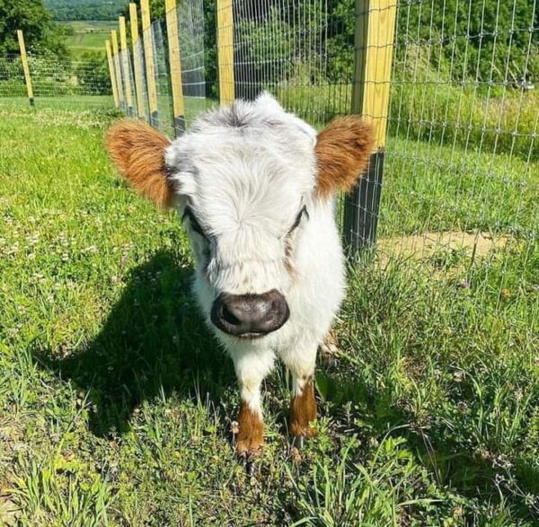 Long hair mini cow, Highland cow mini, Mini highpark cow