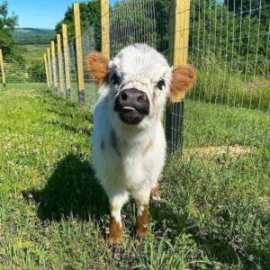 Long hair mini cow, Highland cow mini, Mini highpark cow