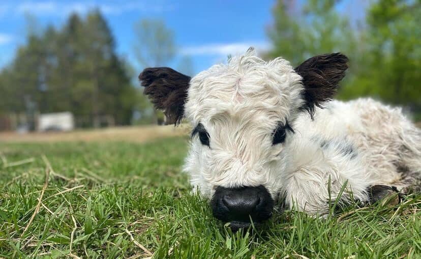 Buy Scottish highland cow online
