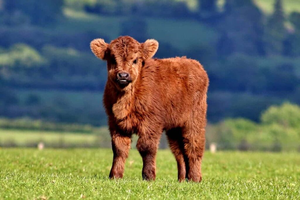 Miniature Highland Cattle for Sale, Buy Mini Scottish Cow Online