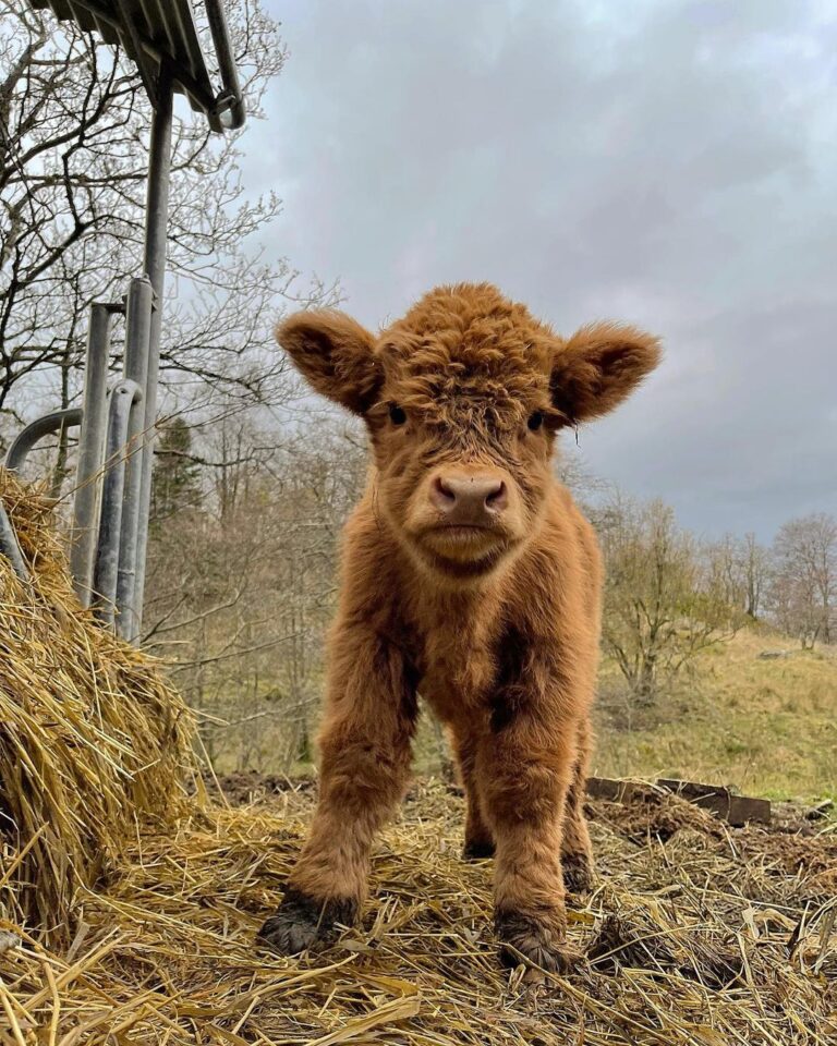 Micro Mini Highland Cow 