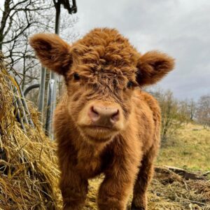 Micro mini highland cow, Miniature highland cows for sale