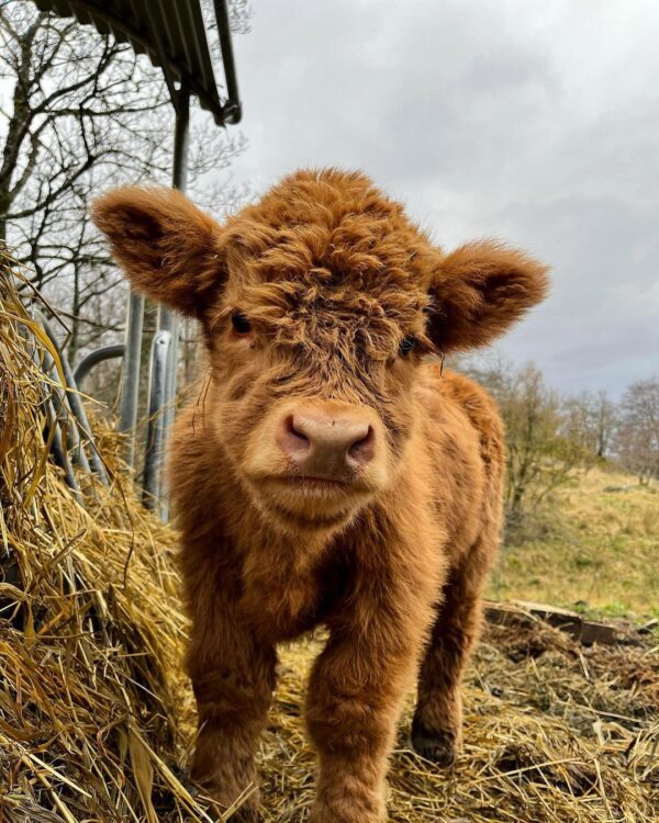 Micro mini highland cow | Miniature highland cows for sale