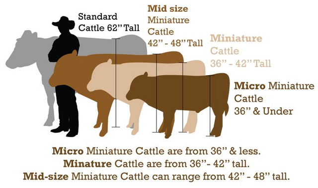 Miniature Highland Cattle for Sale, Buy Mini Scottish Cow Online.