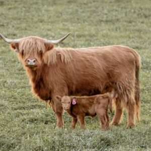 Highland cattle miniature, Highland mini cow for sale