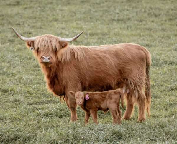 Highland cattle miniature, Highland mini cow for sale