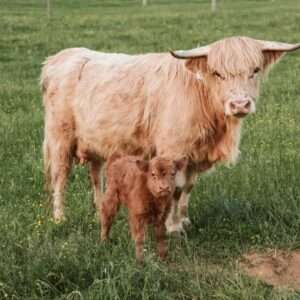 Miniature cow for sale Wisconsin, Buy miniature cattle online
